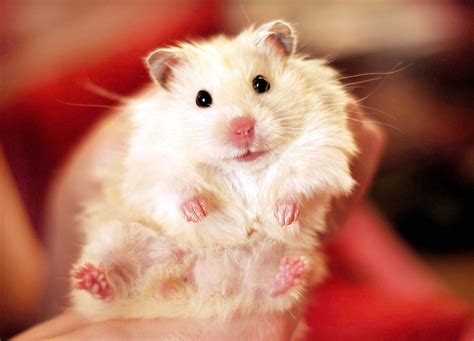 hasmter|Hamsters 